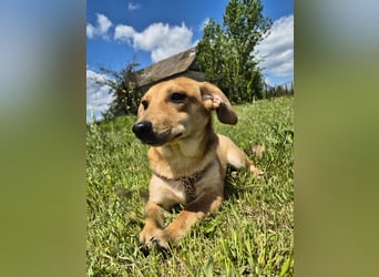 Zarte Amila sucht eine neue Familie