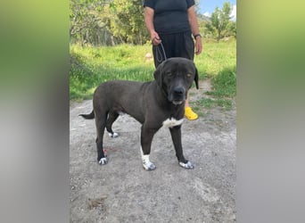 Giona – ein Hund und Gentleman!