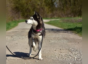 Dory sucht Husky Liebhaber