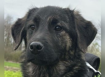 Mischling♥Monty♥ dein Freund fürs Leben