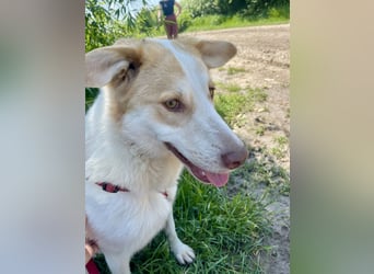 LEEBA - Ein Herz auf vier Pfoten sucht ihr Zuhause Zuhause oder Pflegestelle zum 06.09.2025 gesucht!