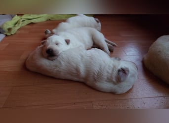 Welpen Weiße Schweizer Schäferhunde