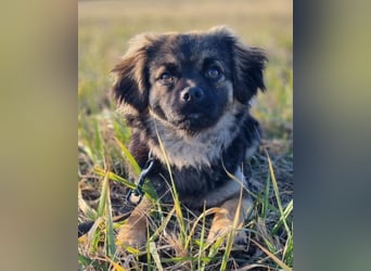 Kleine, feine ♥Roma♥ auf Körbchensuche