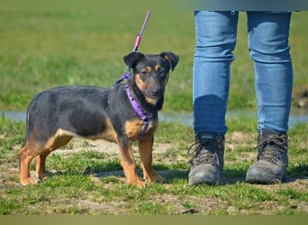 Frenzie sucht Familieanschluss (47839 Krefeld)