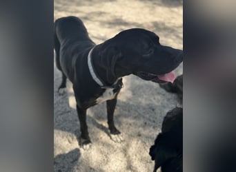 Leo, sucht seine Familie