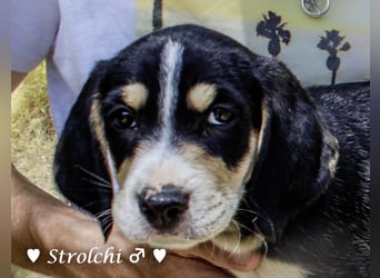 Sechs Zwerge suchen ein Zuhause