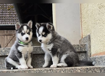 Zauberhafte Pomsky Welpen in echter Minihusky-Optik