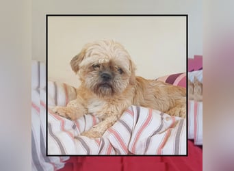 Shih Tzu Fan`s aufgepasst: hier kommt der anhängliche u. katzenverträgliche LEO! MIT VIDEO!