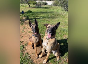 Starky (Spanien) - wunderschöner Malinois sucht aktive Menschen