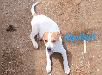 Aquiles1 01/2025 (ESP) - verspielter, aufgeschlossener Bodeguero-Mix Welpe!