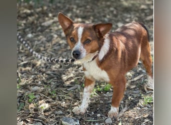 witziger, kleiner Kerl "Percy"