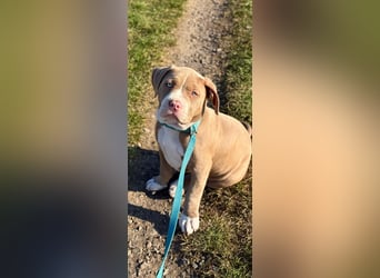 American Bully X Welpe