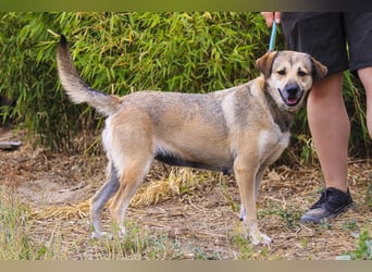 Mya, Mix Schäferhund / Rafeiro Alentejano, lieb und sozial
