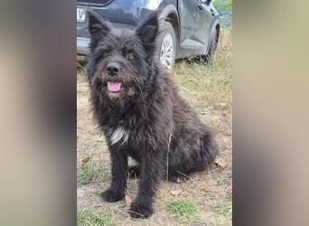 Bueno - freundlicher, verschmuster, ruhiger Schnauzer-Mix Rüde / z.Zt. noch in Rumänien