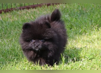 Unser sehr kleines Pomeranian Zwergspitz Mädel "Yulie" sucht Kuschelpartner