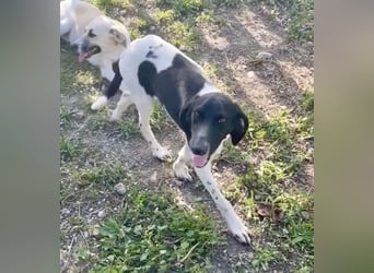 Sanfter und entspannter Junghund PEPPO sucht eine Familie!