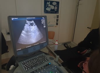 Großpudelwelpen " vom Süntelhang " abzugeben . geboren am 10.07.2025