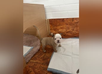 Englische Bulldoggen Welpen– 7 süße Mädels suchen bald ein Zuhause!