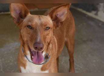 Mowgli