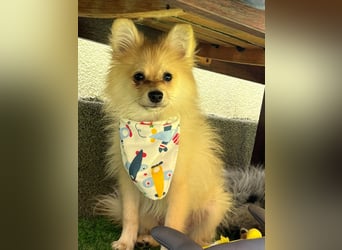 Scotty SR - quirliger Mini-Spitz sucht aktives Zuhause mit Herz