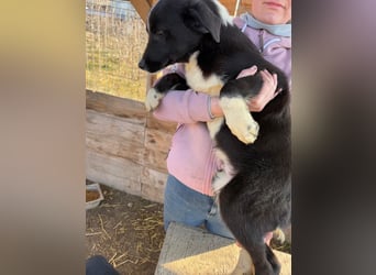 Zephyr sucht ein aktives Zuhause mit Abenteurern