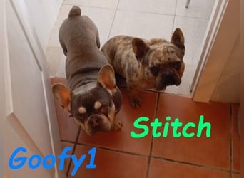 Goofy1 geb. 10/2023 (ESP) - anhängliche und freundliche Französische Bulldogge!