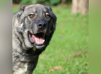 Margherito - freundlicher Hund sucht Einzelplatz