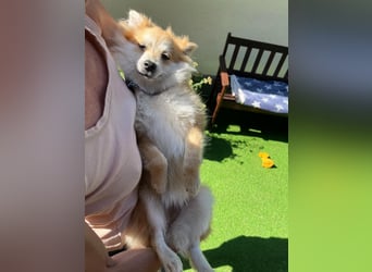 Wanda SR – Kleine Spitz-Prinzessin sucht liebevolles Zuhause