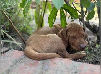 Wurfankündigung Magyar Vizsla Welpen (Mai 25)