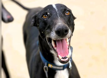 Faro2 05/2022 (in Deutschland) - verspielter und lieber, bezaubernder Galgo!