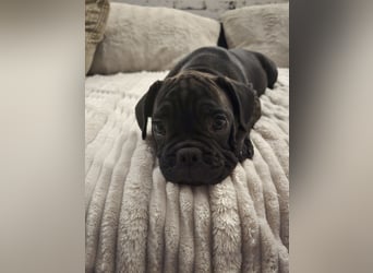 Wundervolle Bulldoggen-Welpen suchen ihr Für-Immer-Zuhause!
