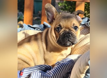 Vergnügte Frops Kinder  (Französische Bulldogge + Mops )