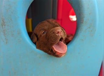 Aussiedor ,labrador,Australian shepherd  ,mit augenuntersuchung