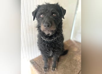 zarte kleine Hundeseele BORI - 6 Jahre, 40cm/9kg - Schnauzer-Mix