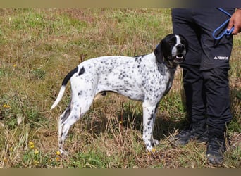 Pintas, Englischer Pointer, lieb und verträglich