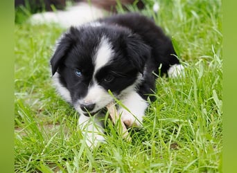 Border Collie Welpen