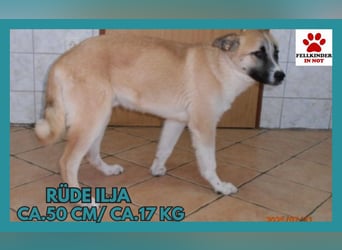 Mischlingsrüde Ilja