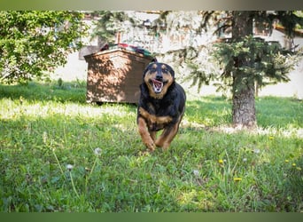 Grinsebacke BRAVEHEART sucht ihre Herzensmenschen