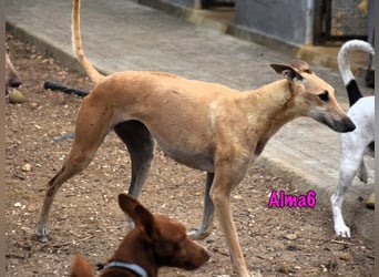 Alma6 geb. 05/2023 (ESP) - freundliche und verschmuste, zierliche Galga!