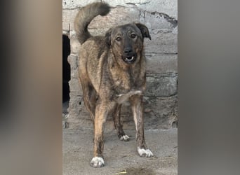 AVA, Hündin, 1,5 Jahre, 52 cm, Mischling, Tierschutz