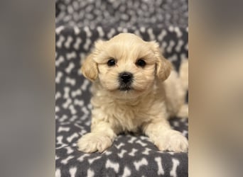 Maltipoo Welpe