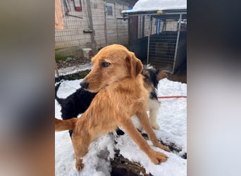 Kuckuck, wer schenkt Traumhund OLIVER ein liebevolles Zuhause?