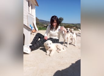 Safia: „Wo wird mein Zuhause sein?“