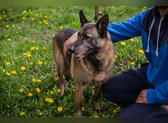 Flower-  Liebevolle Malinois-Mix-Hündin sucht ein geborgenes Zuhause
