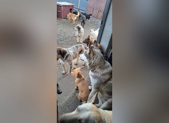 Schöne Nova sucht dringend ein neues Zuhause