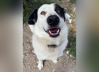 Rocky möchte eine 2.Chance für eine Familie haben