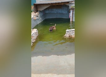 Rex liebenswerter, junger Malinois / Schäferhund Mischling Rüde sucht Zuhause oder Pflegestelle