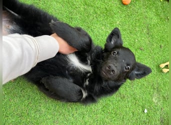 Fiona SR– Kleine Entdeckerin sucht liebevolles Zuhause