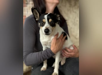 Foltos LM – kleiner Hund mit großem Herzen