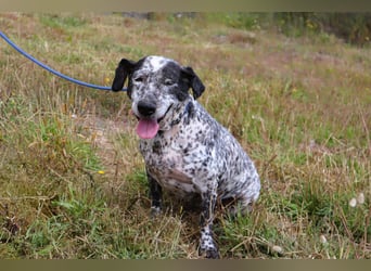 Zauro, Mix Bobtail / Briard / Cattle Dog, lieb und sozial